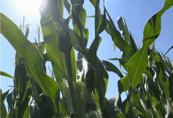 Unpolluted Soil